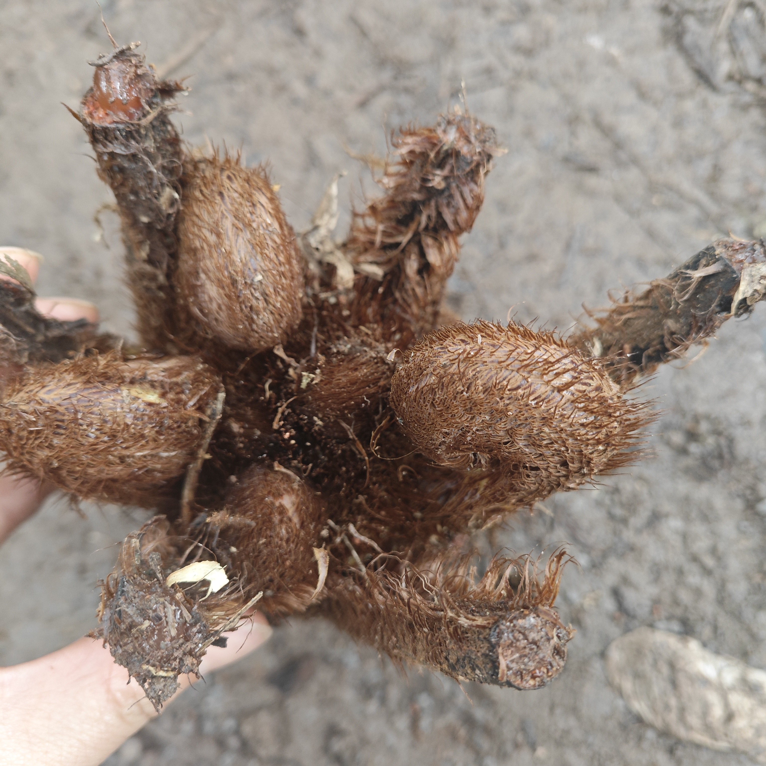 鳞毛蕨（小黑桫椤）