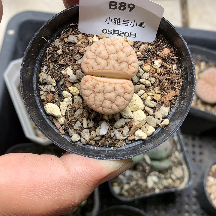 B89多肉植物保护研究所