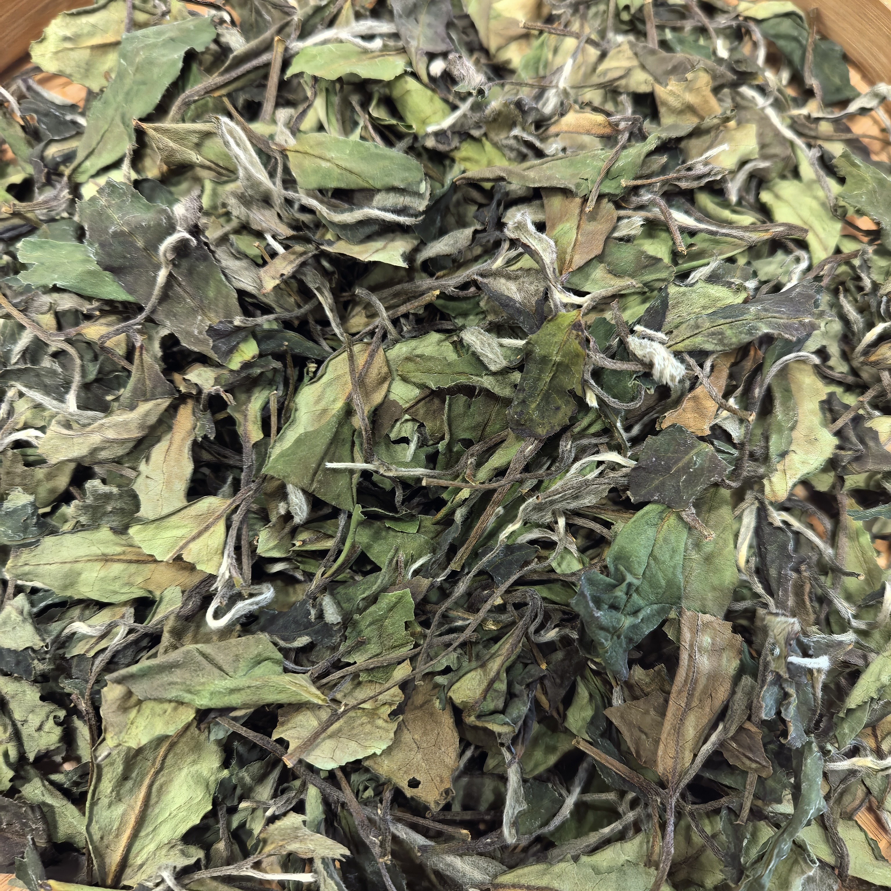 福鼎白茶，2021年寒露白茶