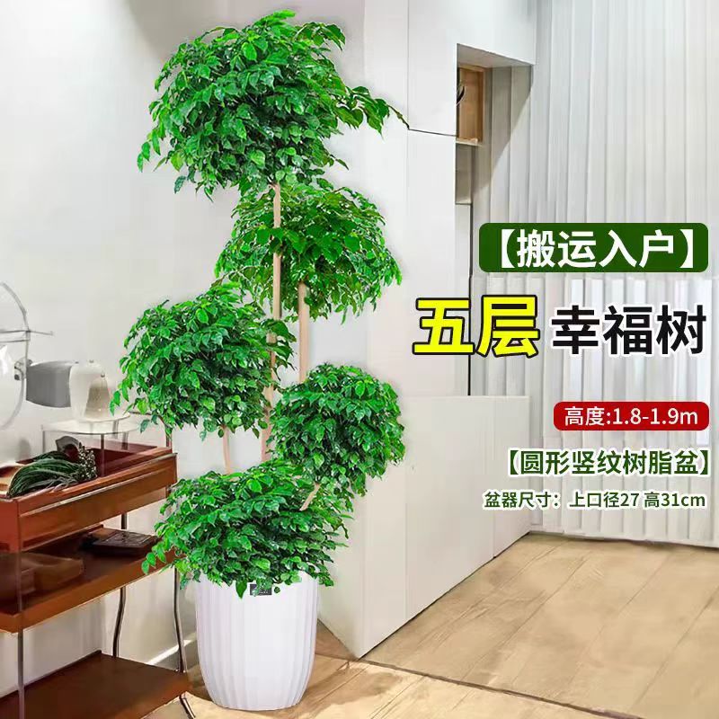 【五层幸福树】1.6至1.8米客厅大型落地绿植盆栽四季常青净化空气