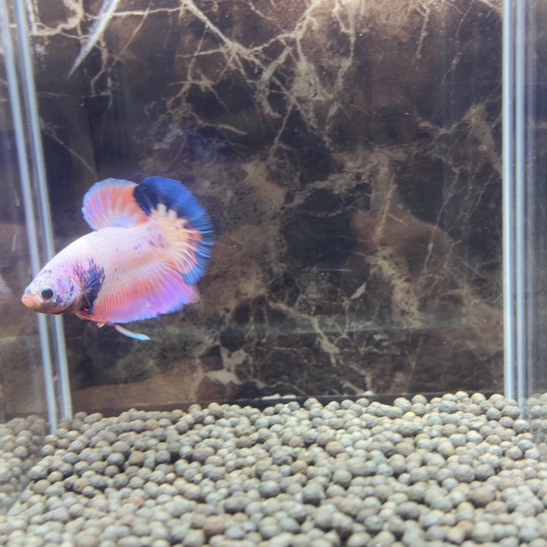 斗鱼死我我我我我上课上课上课上课就难受