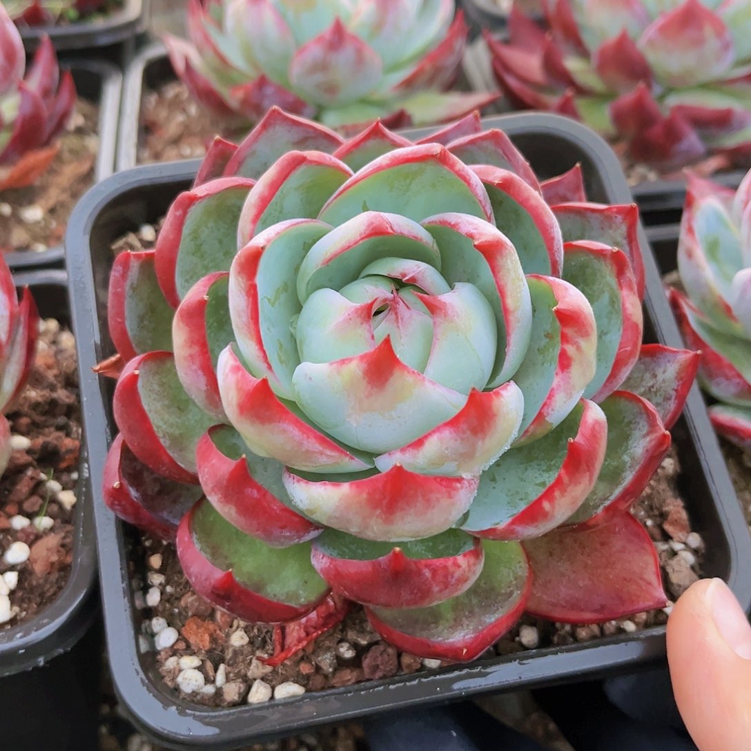 惊鸿10公分9999999