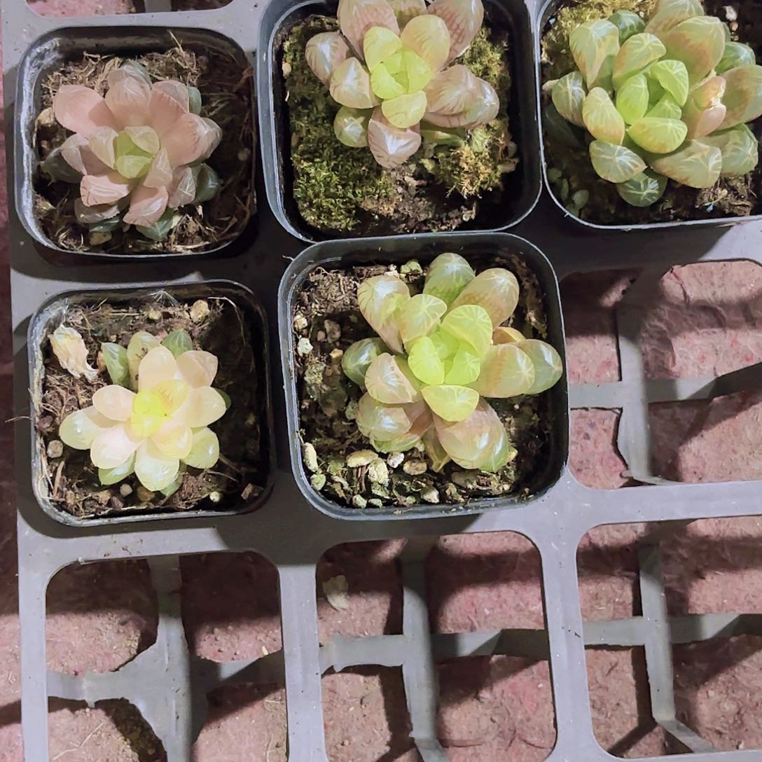 精品琥珀玉露不包售后多肉植物