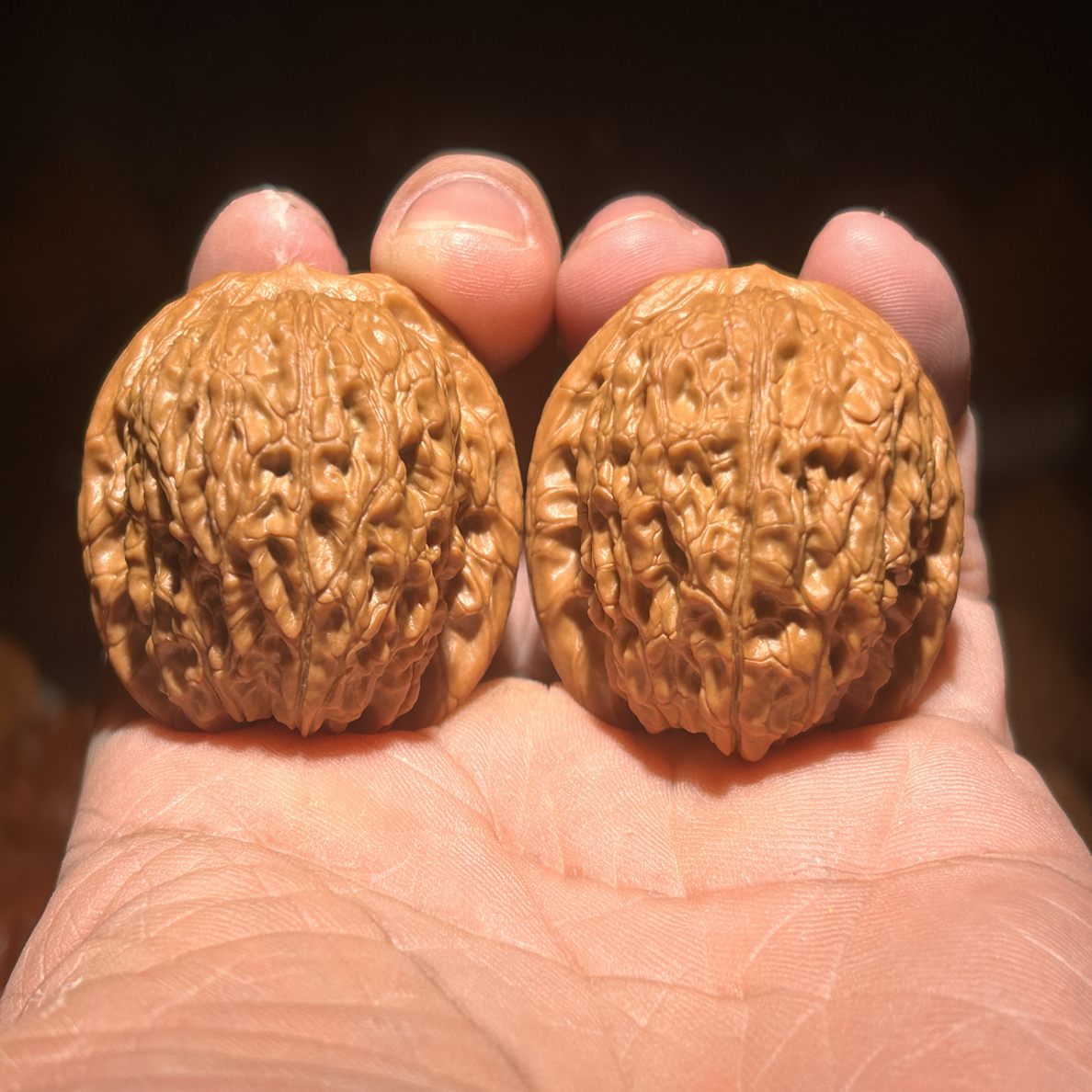 级品配对满肉血麒麟，大肚大尺寸，走色红透，全品无修，边41肚42高36