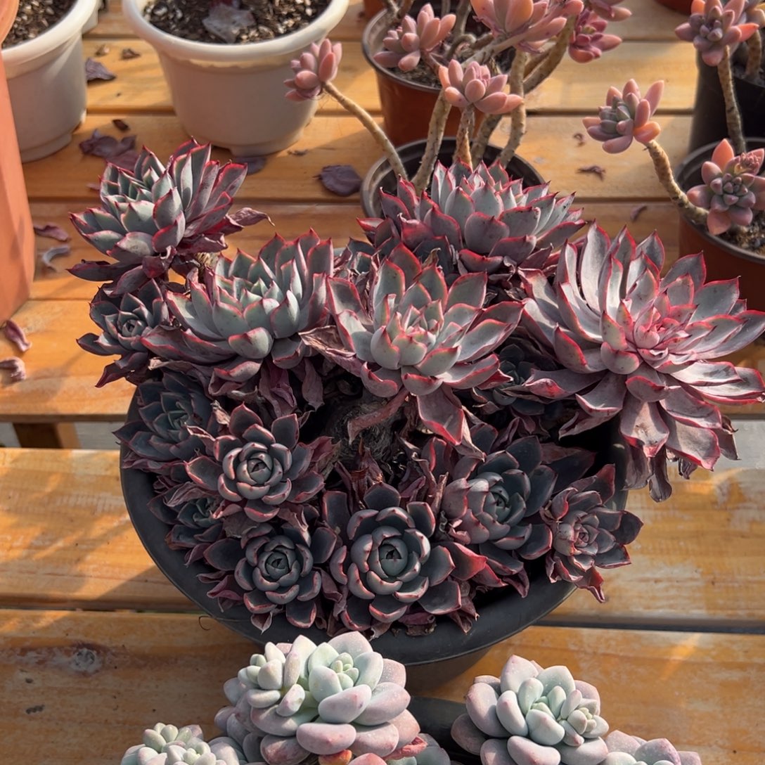 多肉大群赫拉【非偏远地区满18包邮】