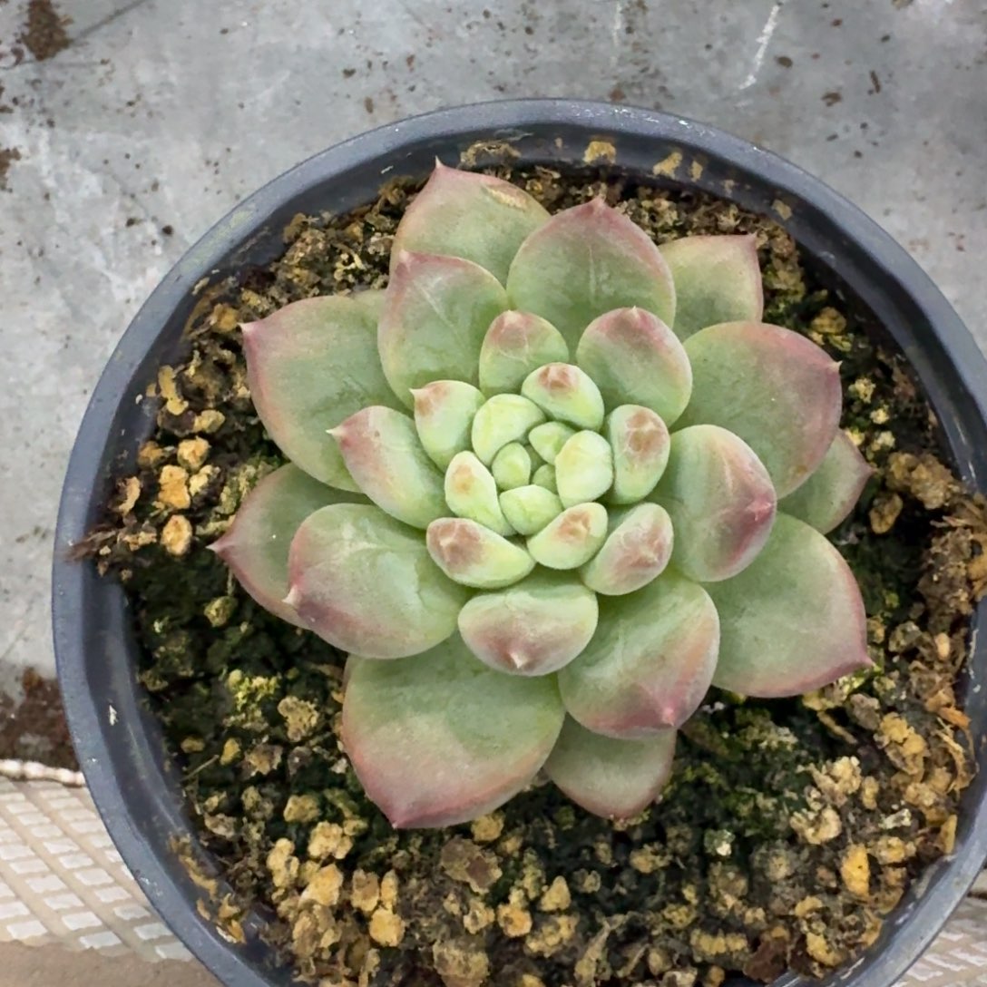 147 美人杂交 一物一拍