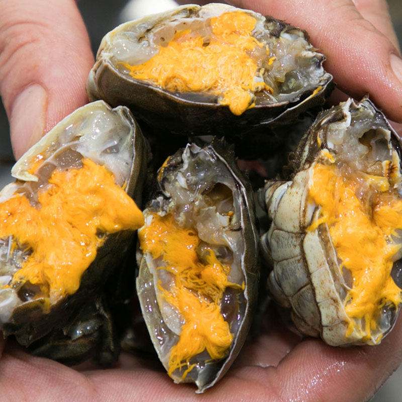 【活蟹】薄壳青蟹1.4~1.6两/只公蟹顺丰快递