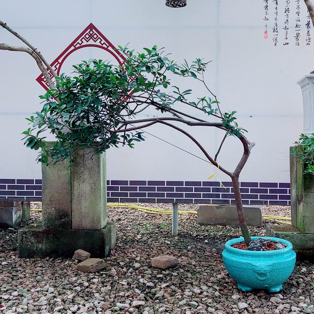 无花朵海岛春花一物一拍