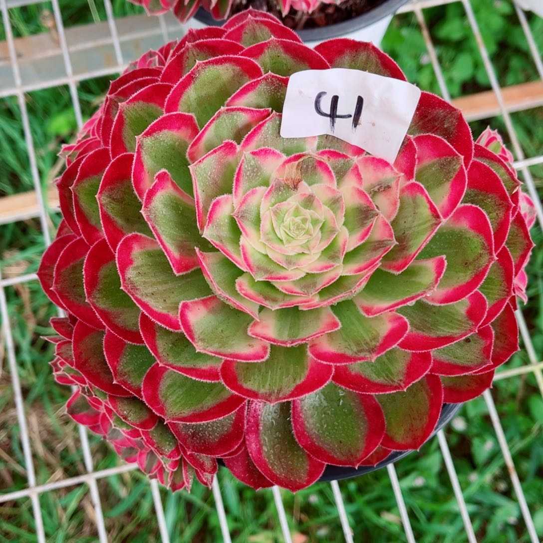 一物一拍多肉法师41