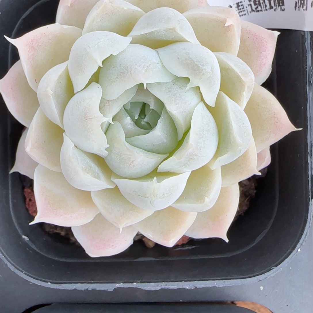 花语逸境0113-102白胖子