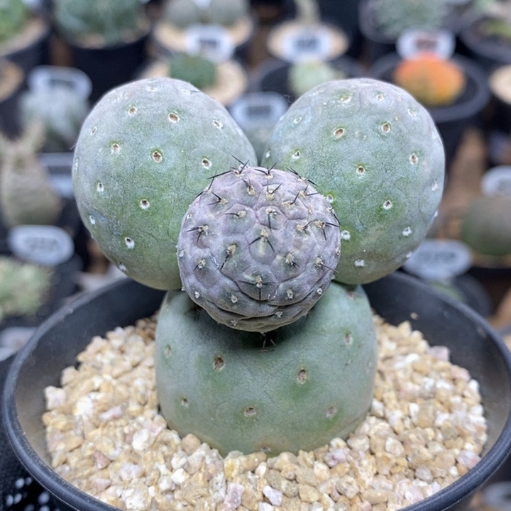 米奇习志野198号6cm
