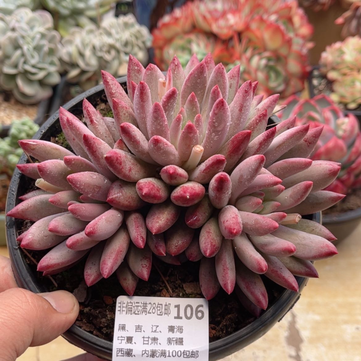 【闪购商品】106虞美人