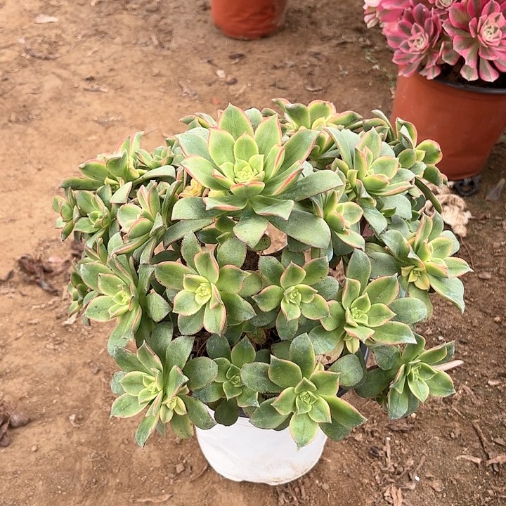 多肉植物艳日辉7