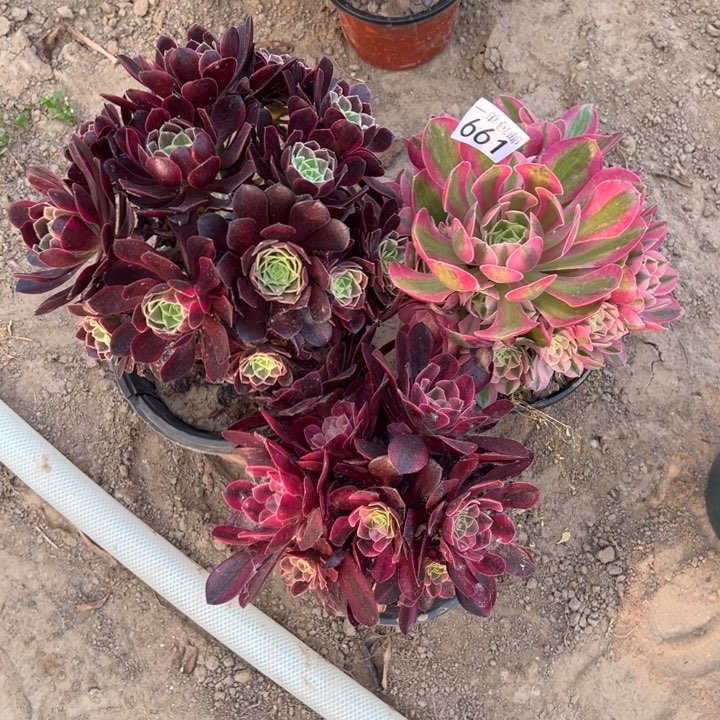 无花朵往**生661金丝雀➕美杜莎➕粉女巫东