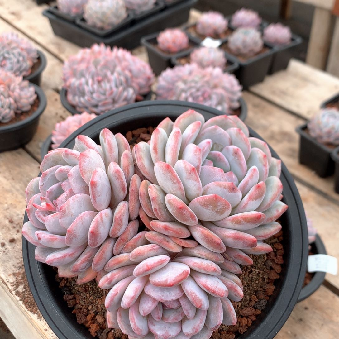 18厘米三头有砍星影0363