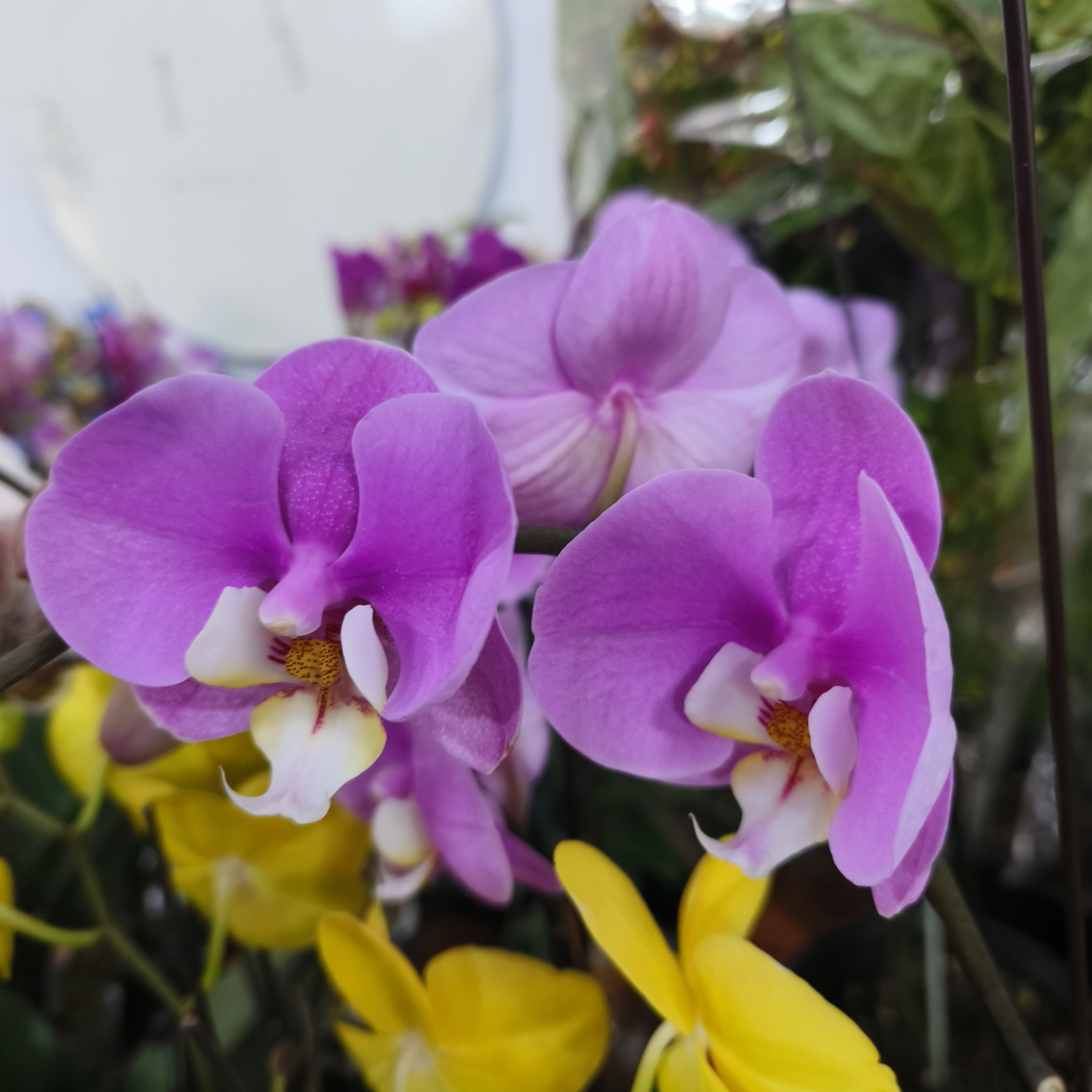 【幸福飞来】单枝安娜蝴蝶兰