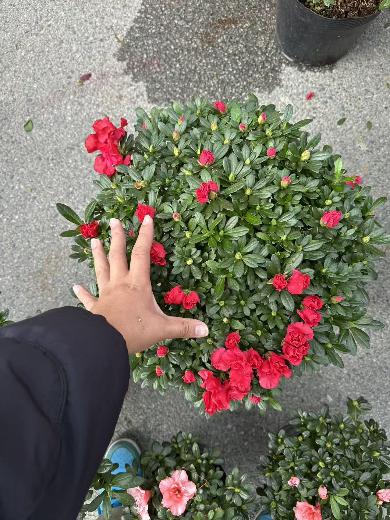 十年精品老桩杜鹃花盆栽花卉植物室内花带苞大颗四季开花植物好养