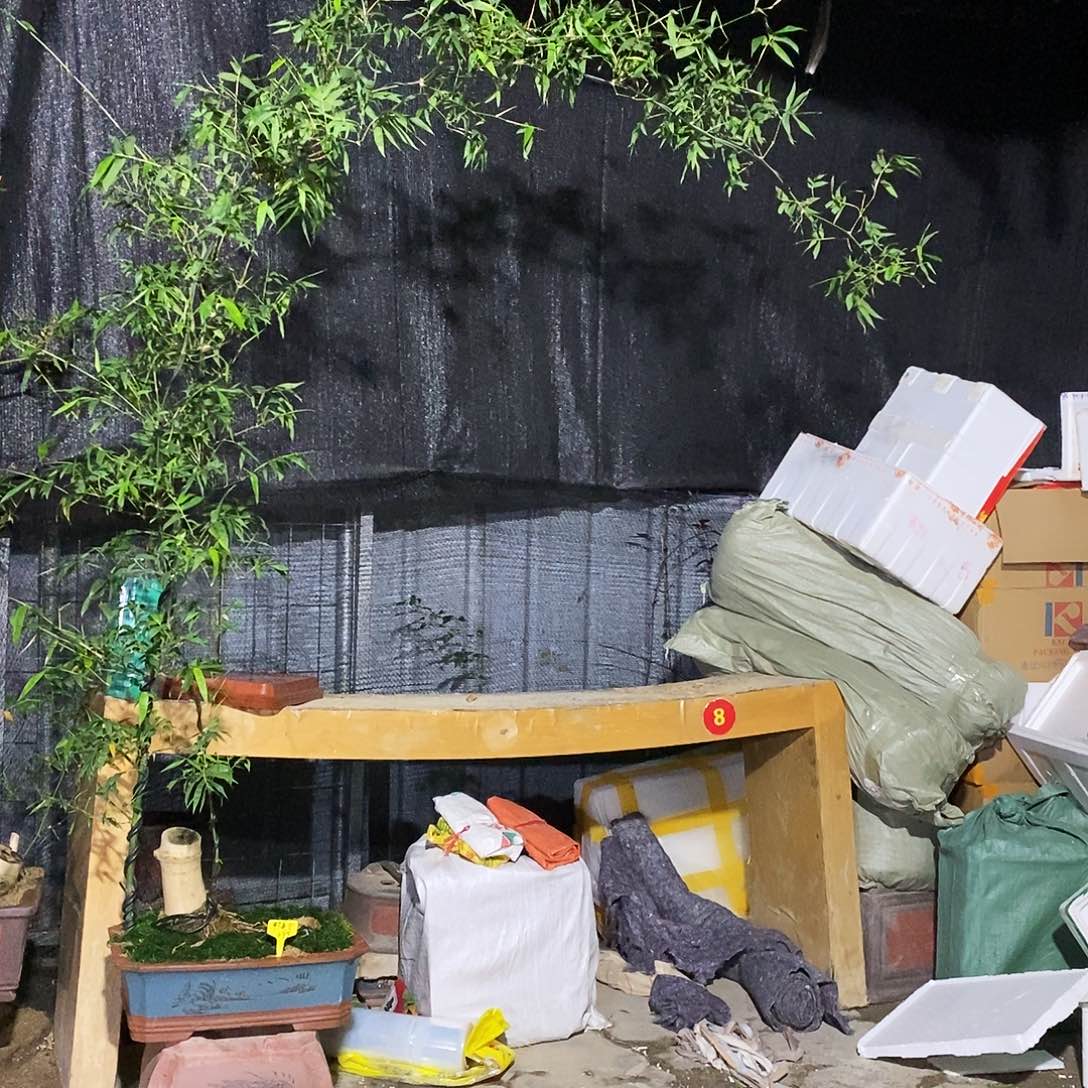 赵*松小叶簕竹一物一拍