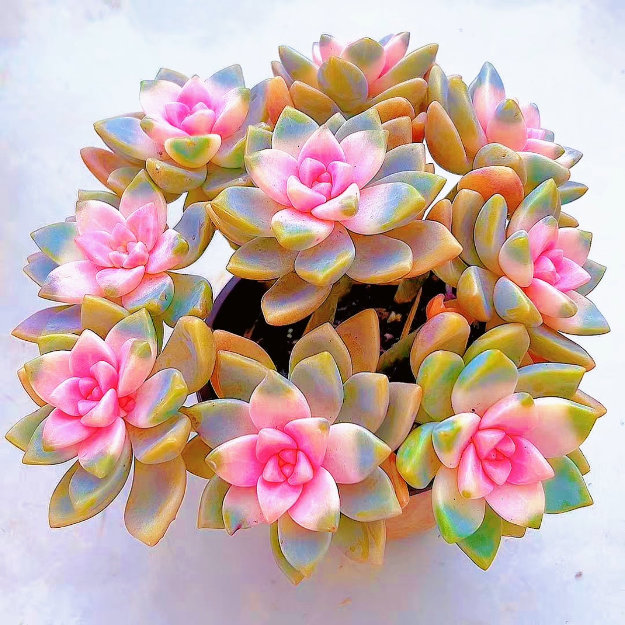 樱花锦多肉植物带盆土室内外好养活净化空气花卉盆栽阳台庭园新手