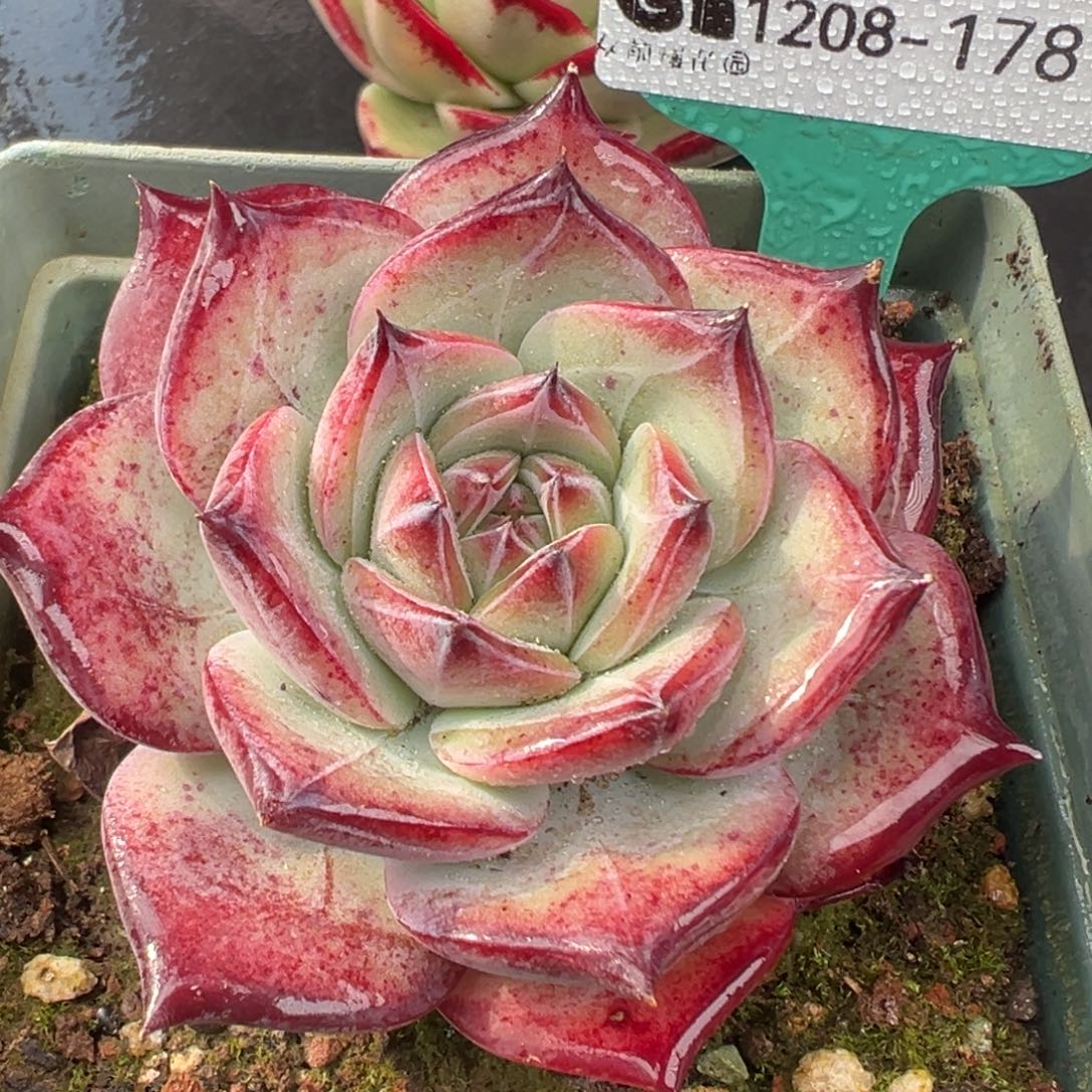 从前慢花园多肉编号1208-178