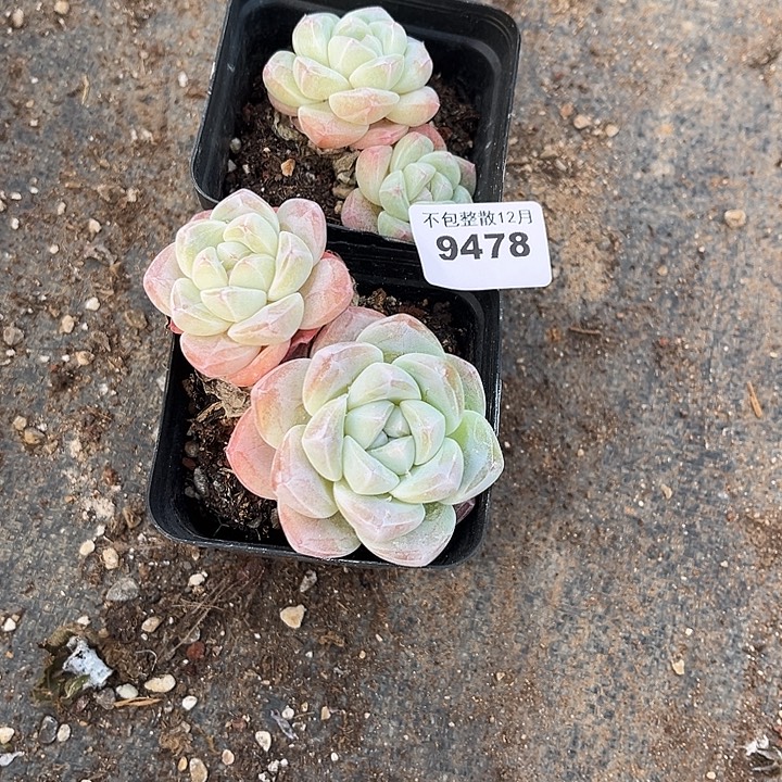 是***呀阿雅园艺。       9478