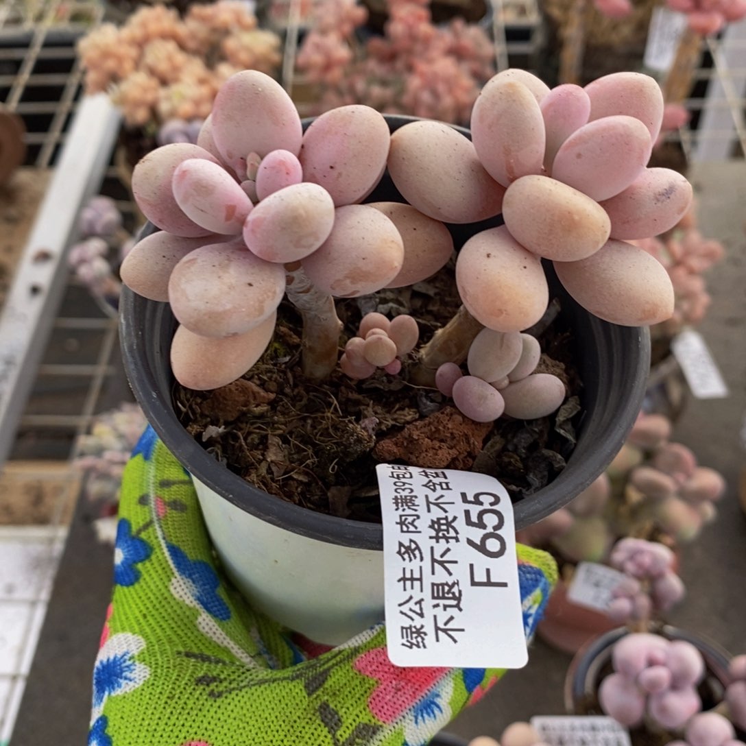 糖果桃蛋655/8c m