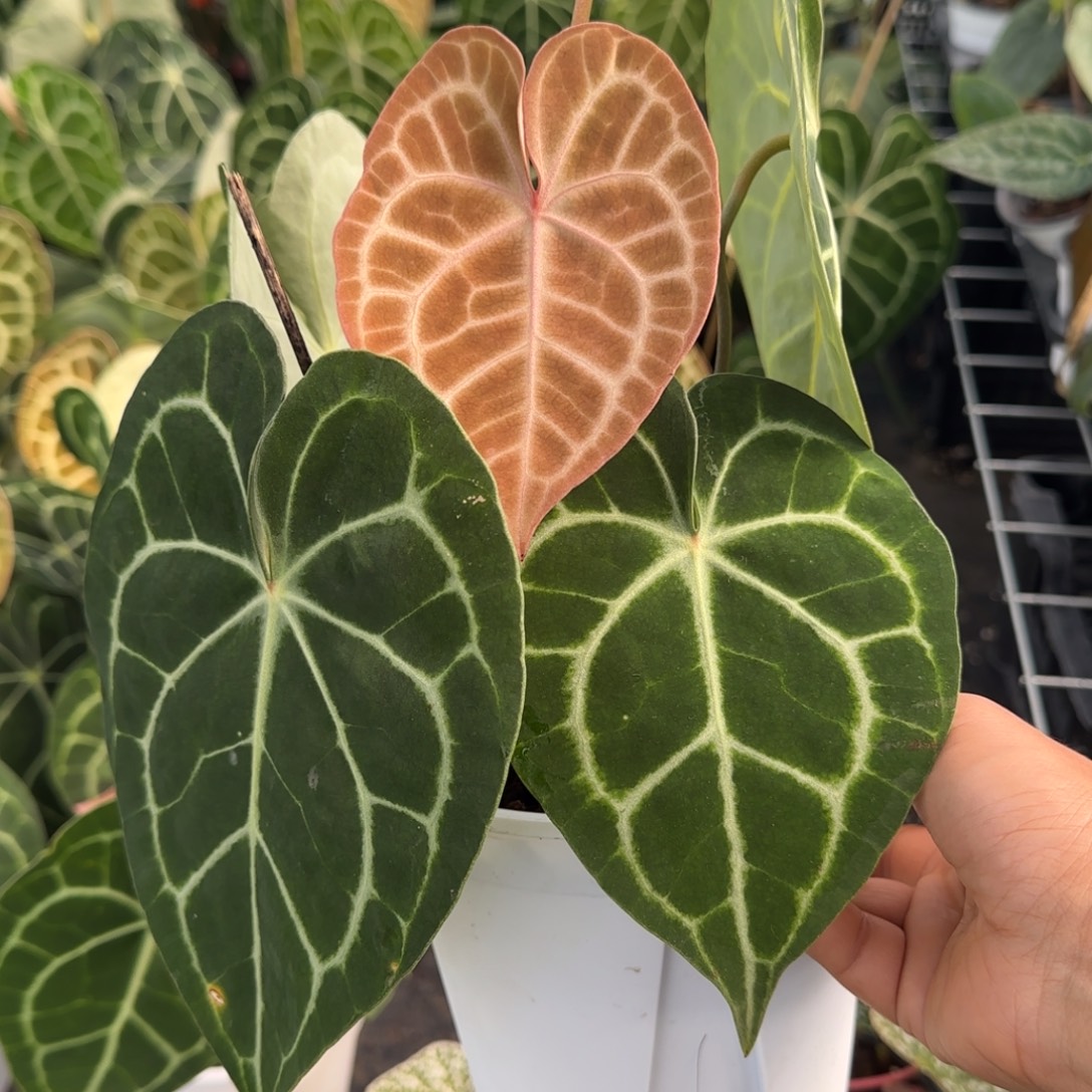 完全开放红心有轻微叶损克莱恩花柱