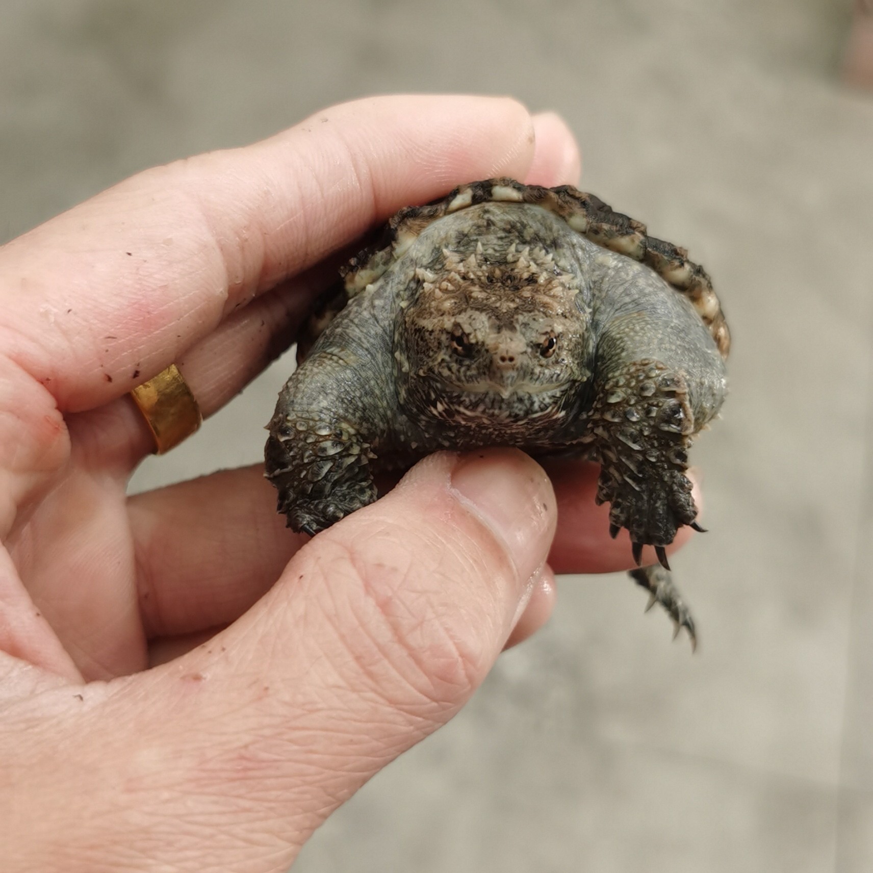 鳄迷 自繁殖精品宠物龟 爆刺  直播挑龟 无360度开箱视频不予售后