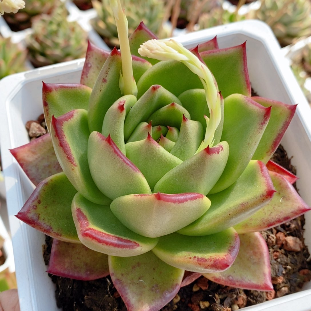 原始种329 号东云系多肉植物