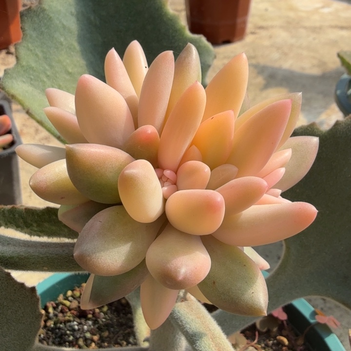 钻石溜溜球锦腹欧你锦