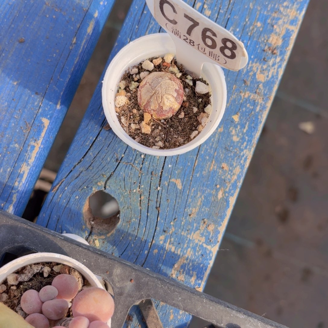 C768灯泡一物一拍