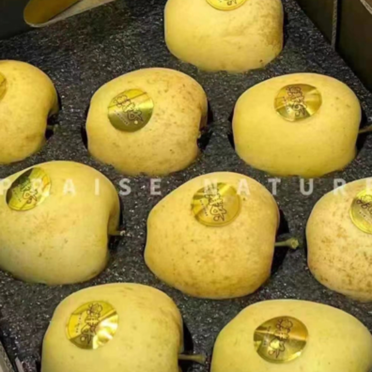 黄胖子黄金维纳斯苹果礼盒