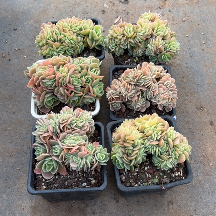 精品多肉植物老桩星娜塔缀随机发一棵