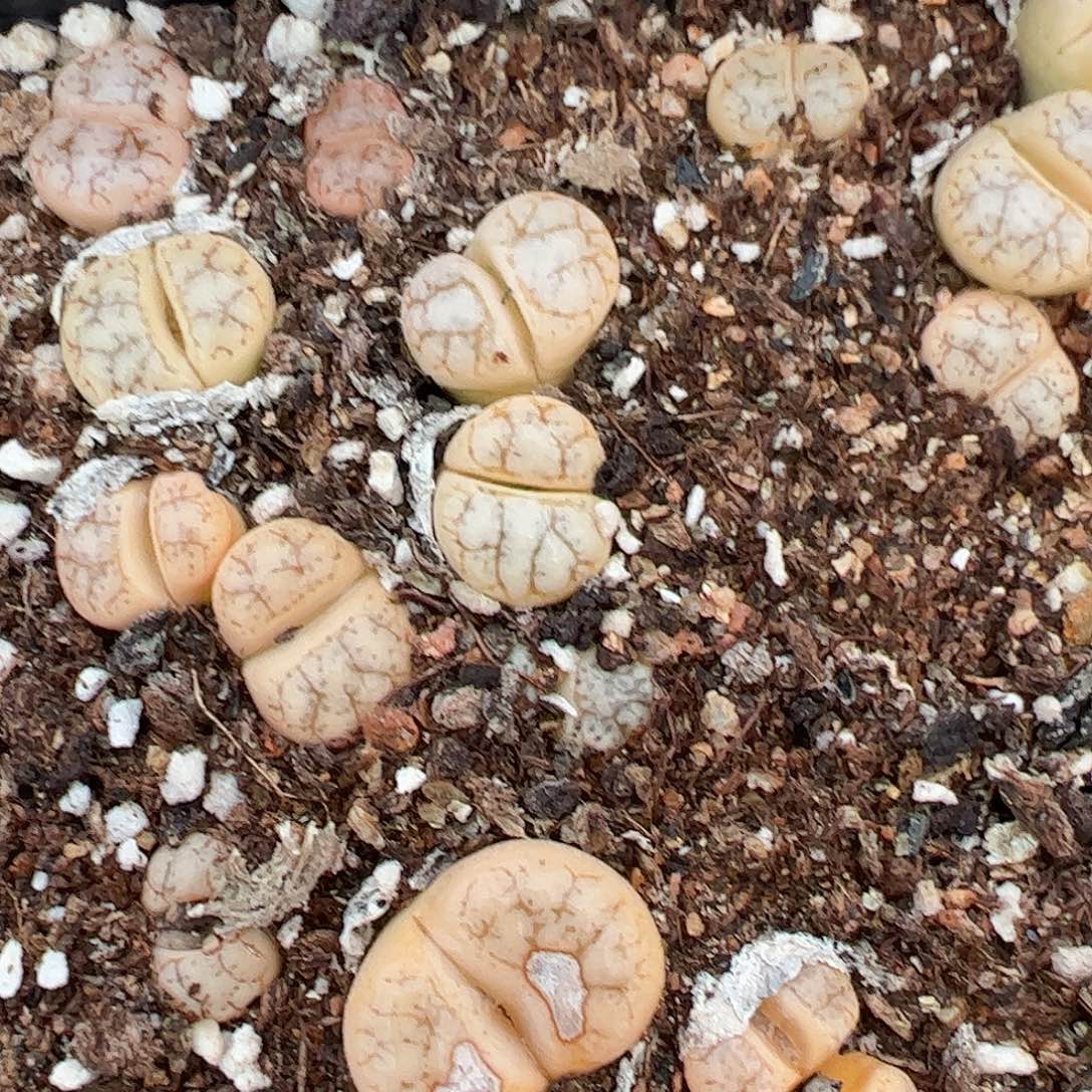 量拍188云映 3颗一组      435