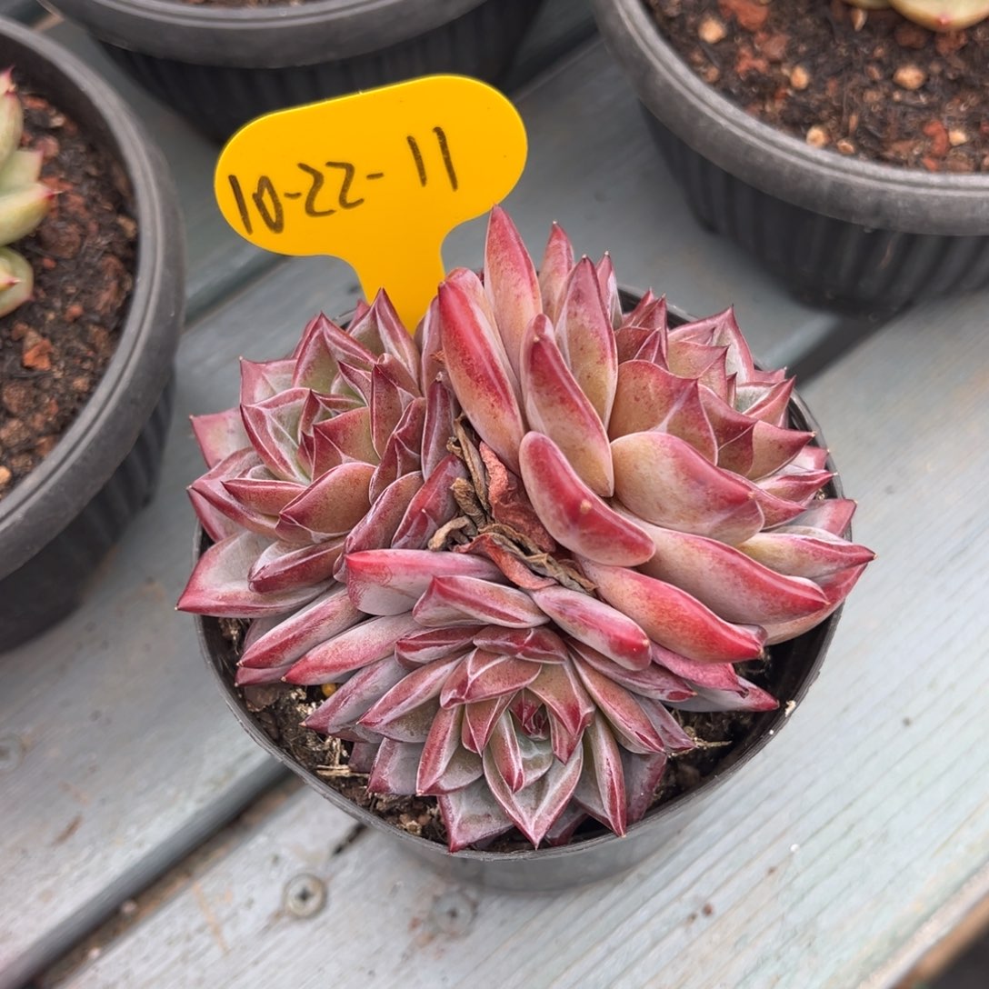 10-22-11紫雪多肉植物