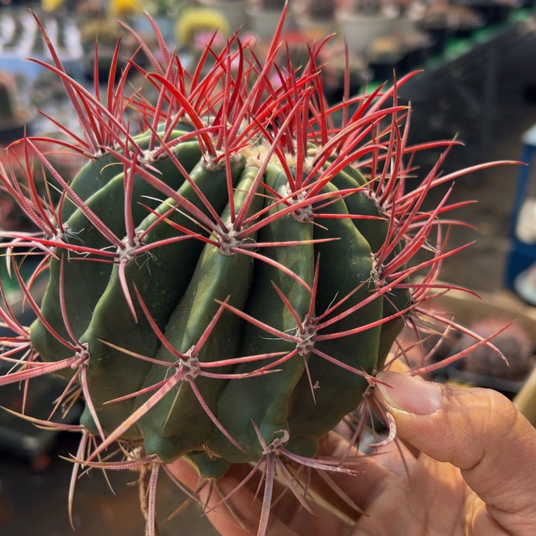 墨西哥狂刺红虎捡漏