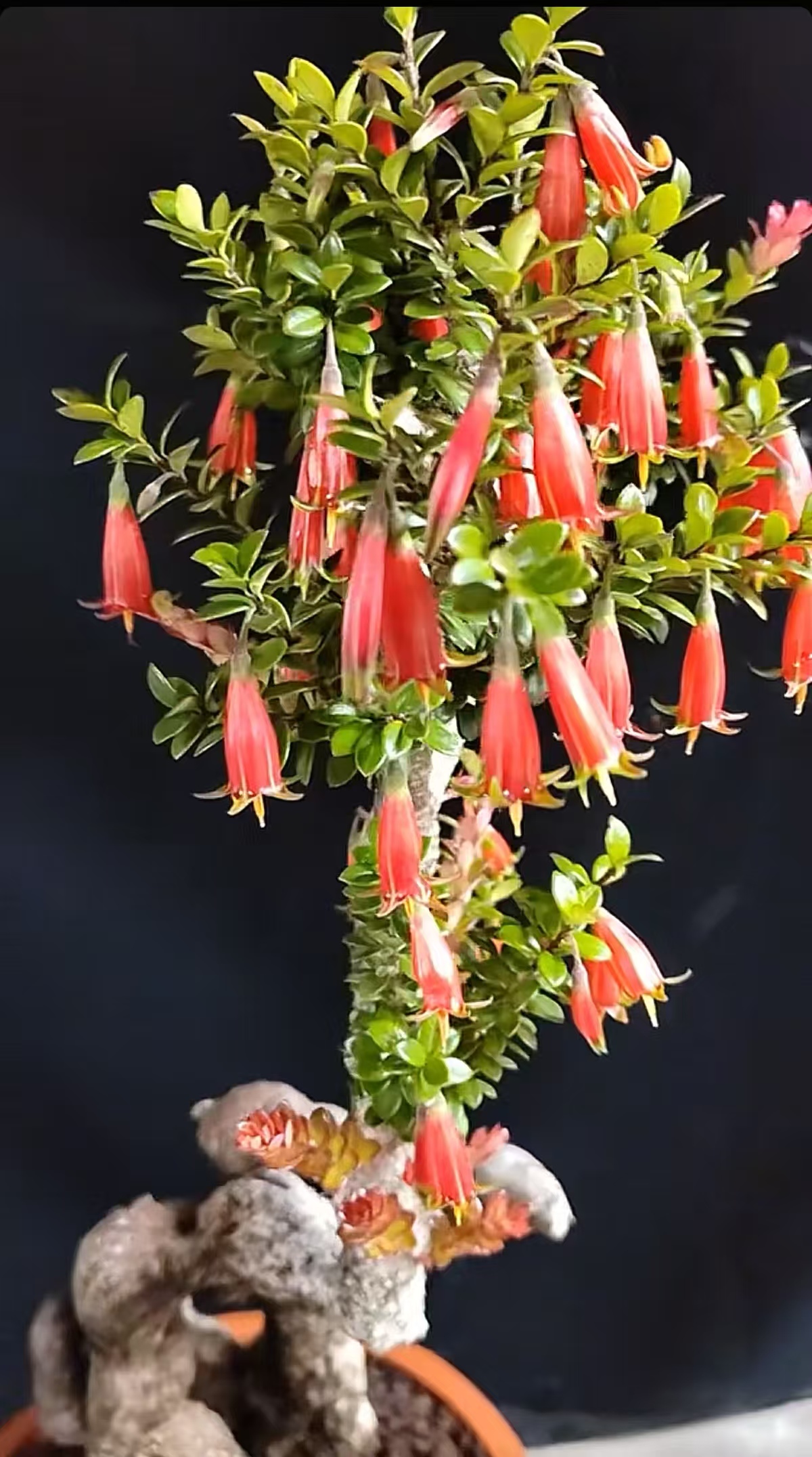 云南网红树萝卜老鸦柿盆栽绿植室内盆景（一物一拍，请勿私拍）