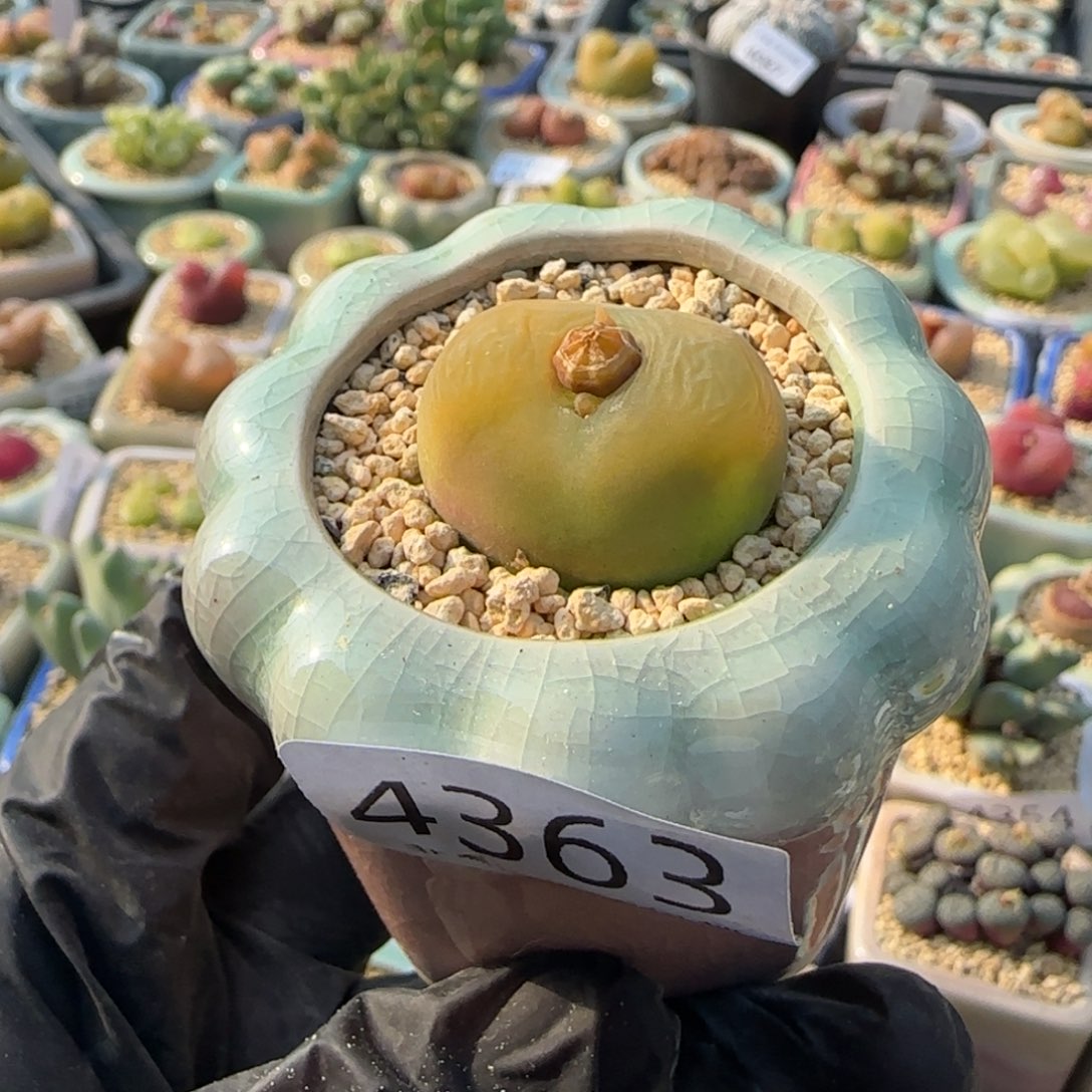 4363--一物一拍 带盆