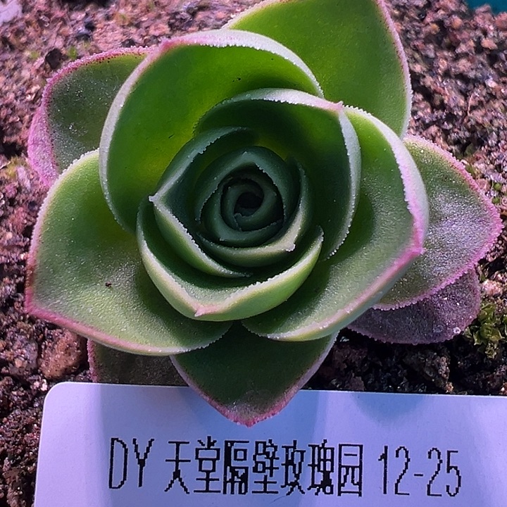 露妮507厚叶带珠珠鎏绪微梦