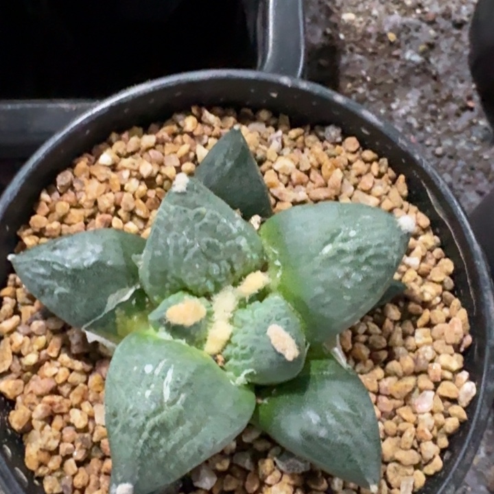 自**处牡丹实生专拍哥多肉