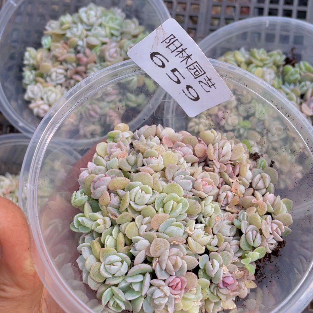 量拍多肉植物多肉植物659