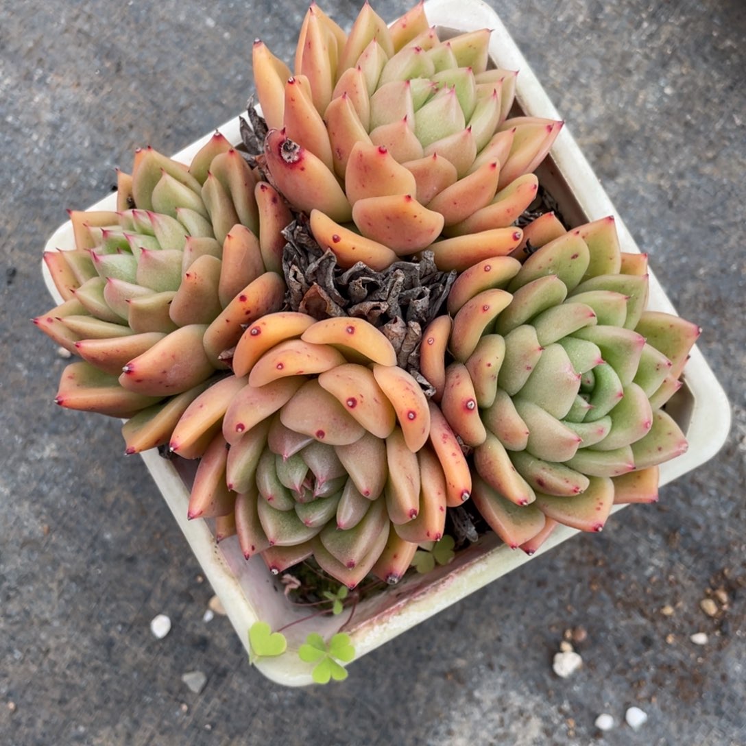 多肉植物盆栽植植物