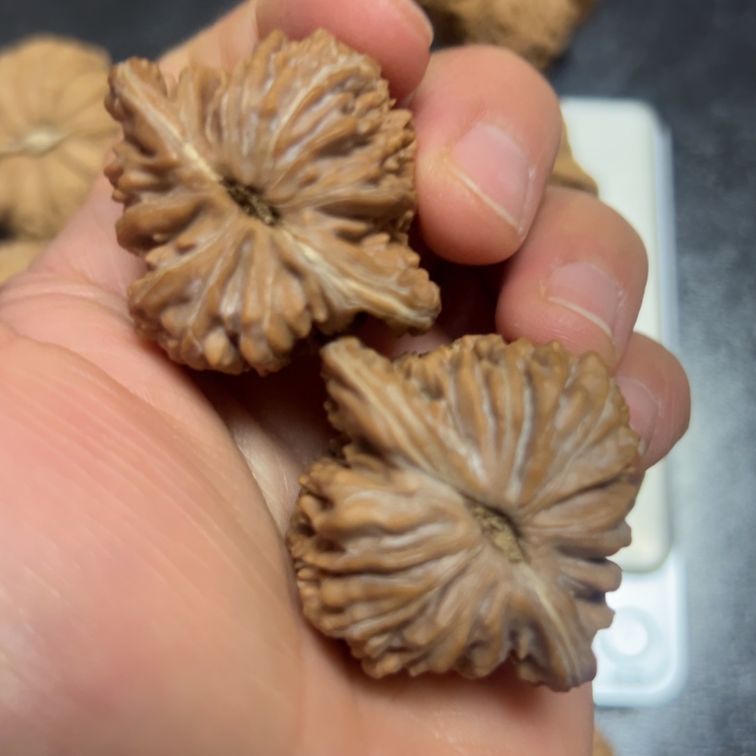 吊坠文玩核桃40楼子包邮 不退不退 放福利 偏远地区不包邮