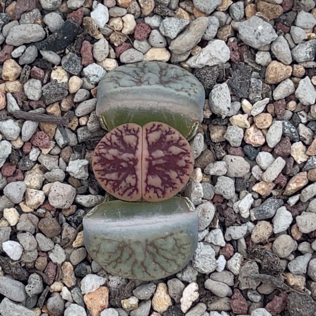 8082粗红纹凹凸线招福一颗