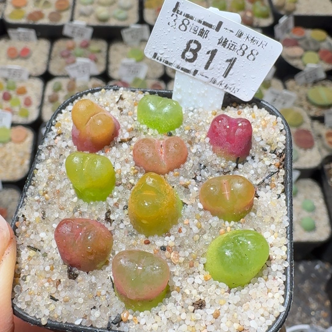 Sss精品清货价811