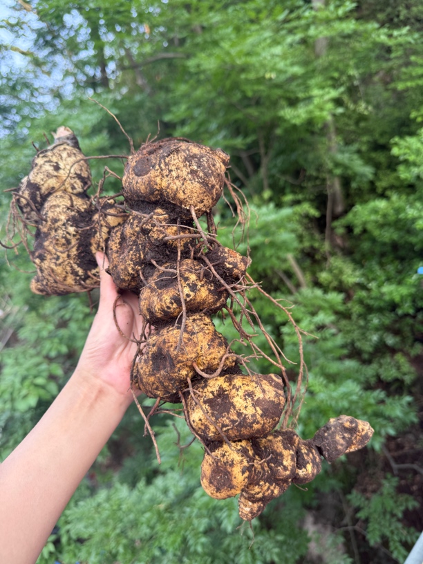 【金穗草本坊】贵州深山野生老姜柴火九蒸九晒炮制 顺丰发货