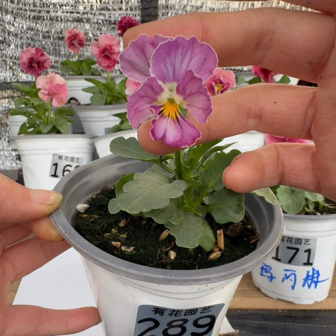 无花朵289号角堇