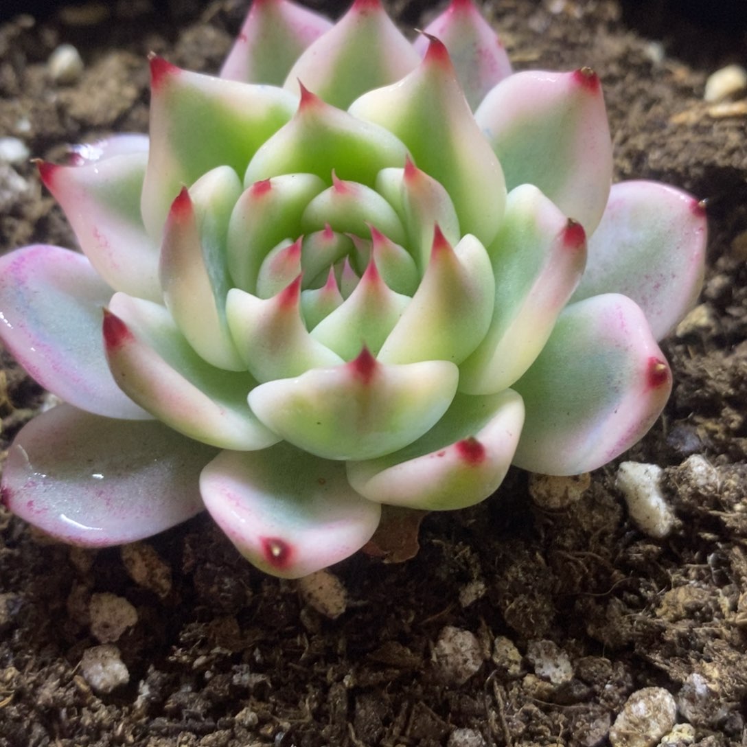 吉娃娃锦 多肉植物