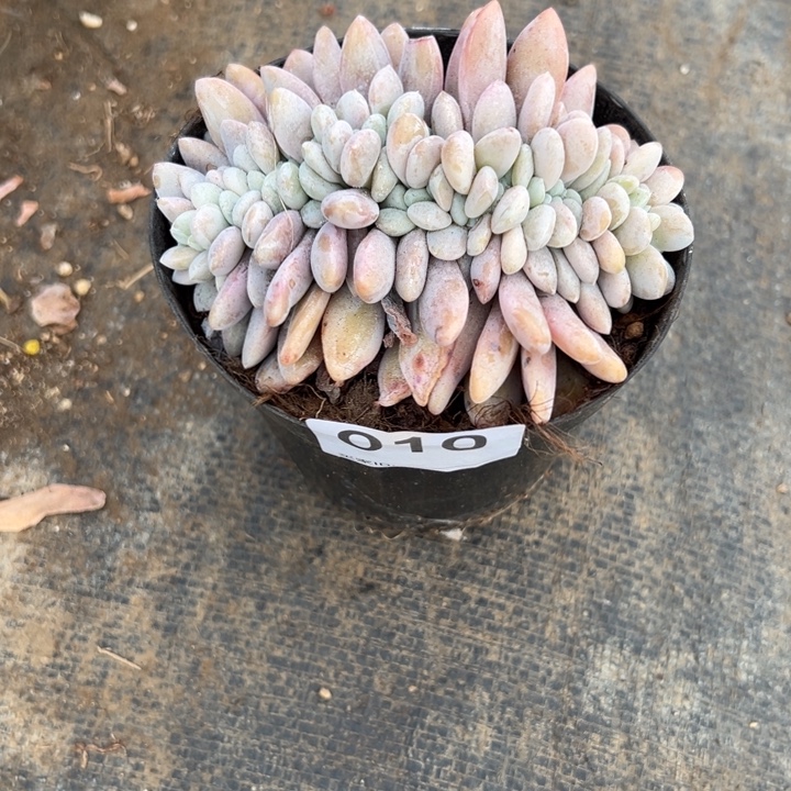 唯***e燃的多肉一物一拍粉兔缀化010