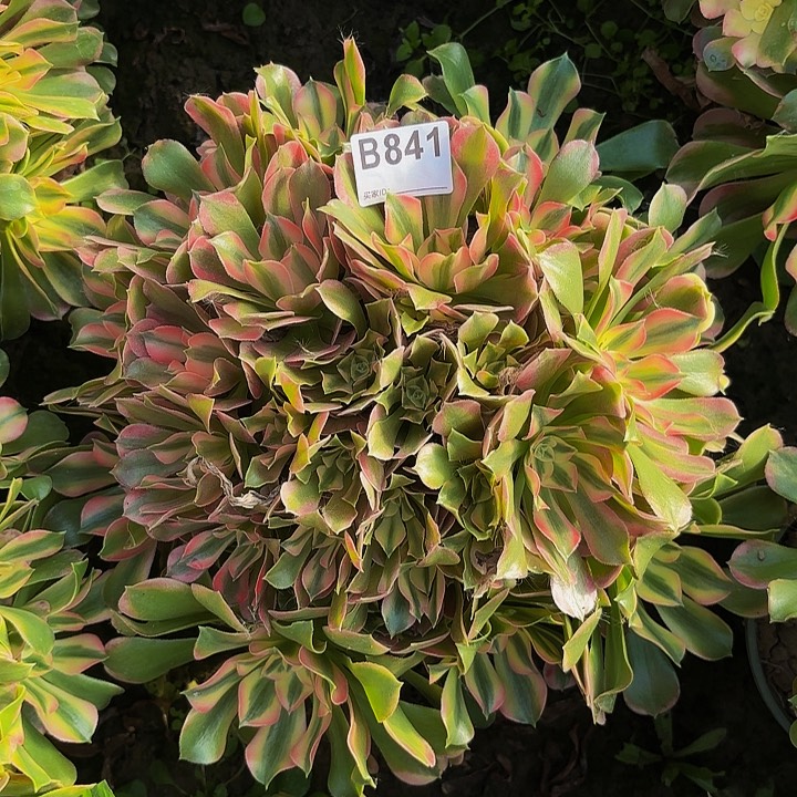 香妃8-40-841偏远不包邮